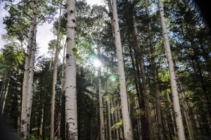 Peaking Through the Trees